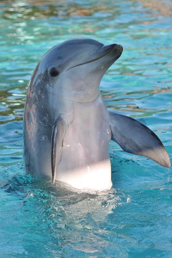 Dolphin
