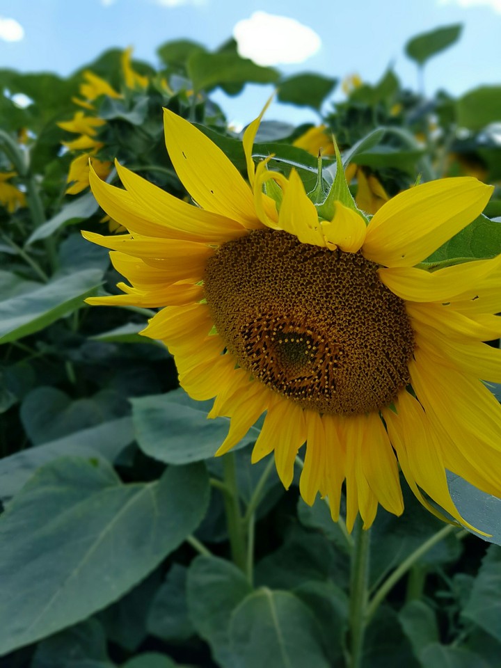 sunflower