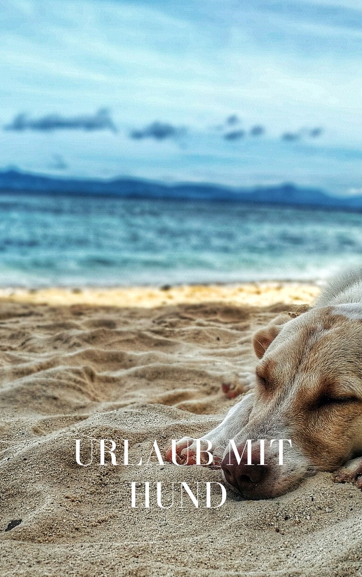 Urlaub mit Hund