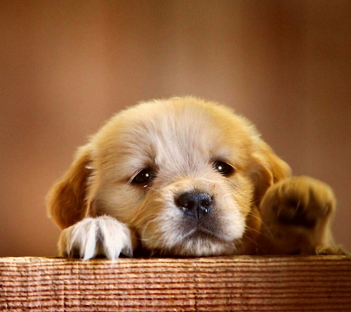 puppy