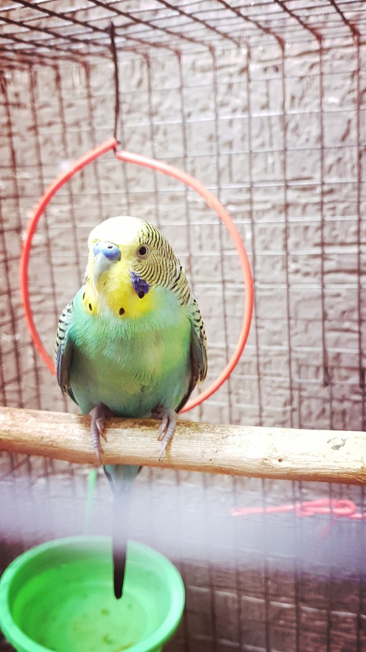 love bird