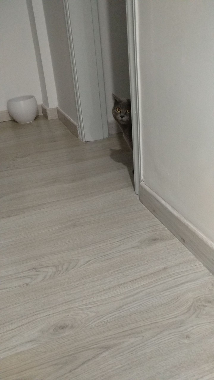 Mixie observa atenta