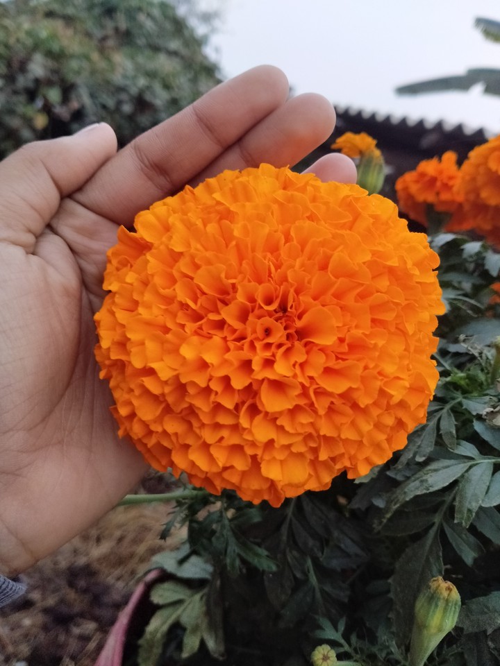 marigold