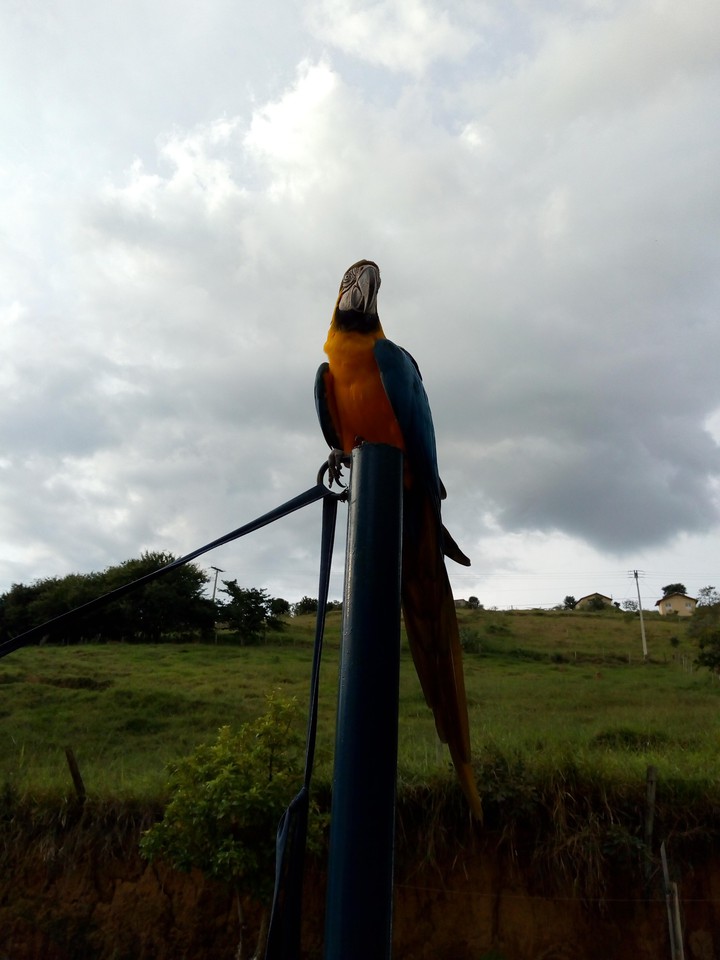 papagaio