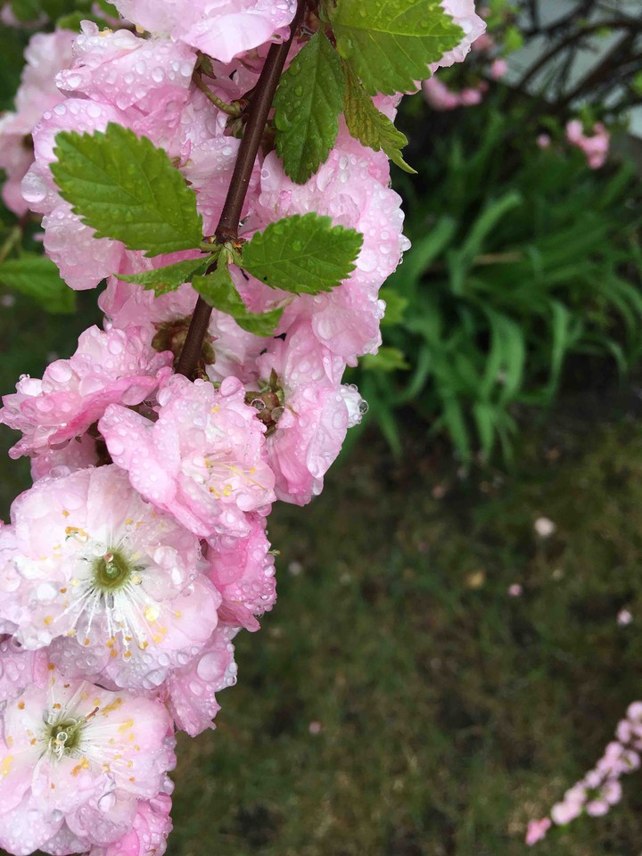 Water Blossoms