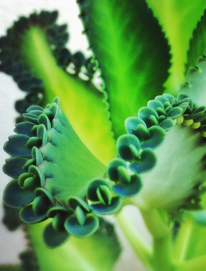 planta