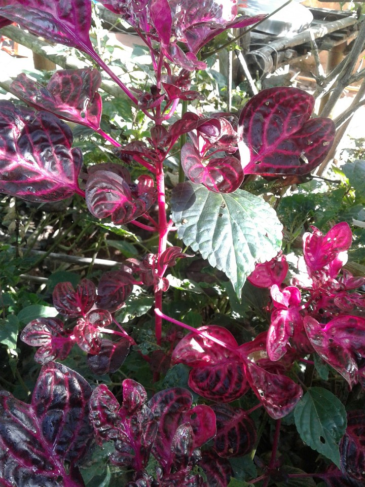 natural plant
