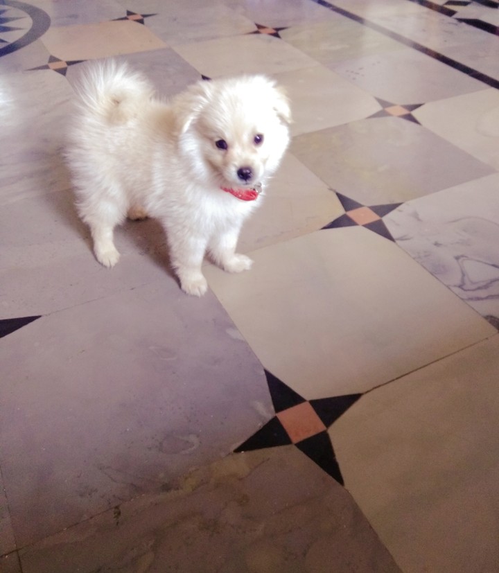 pet