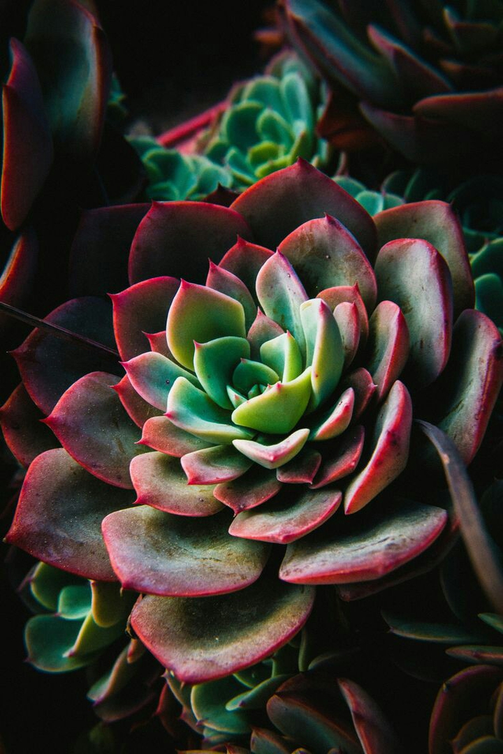 Succulent