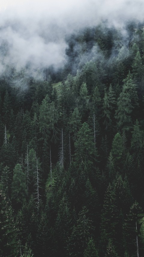 Dark