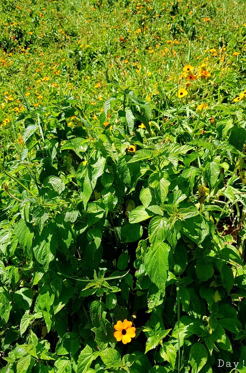 flowers