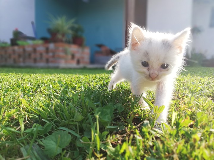 Little Kitten