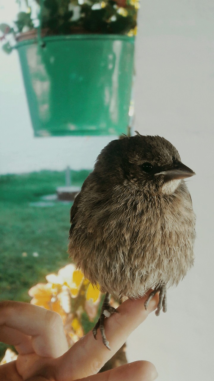 tordo