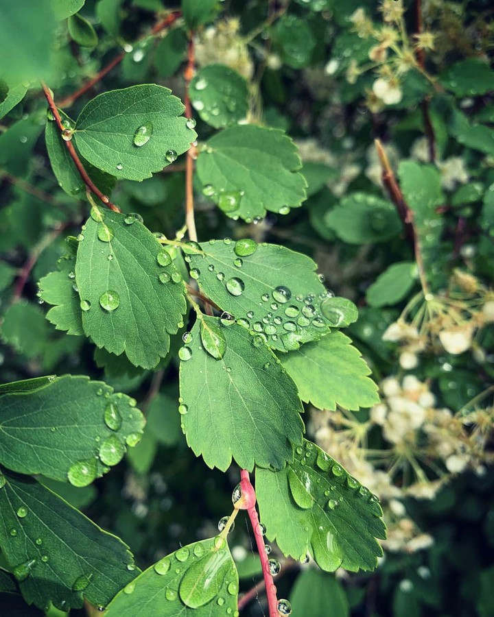 rain