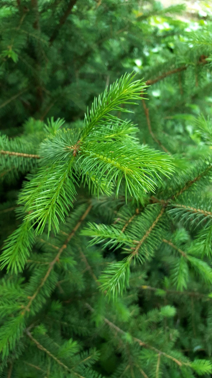 Beautiful fir tree