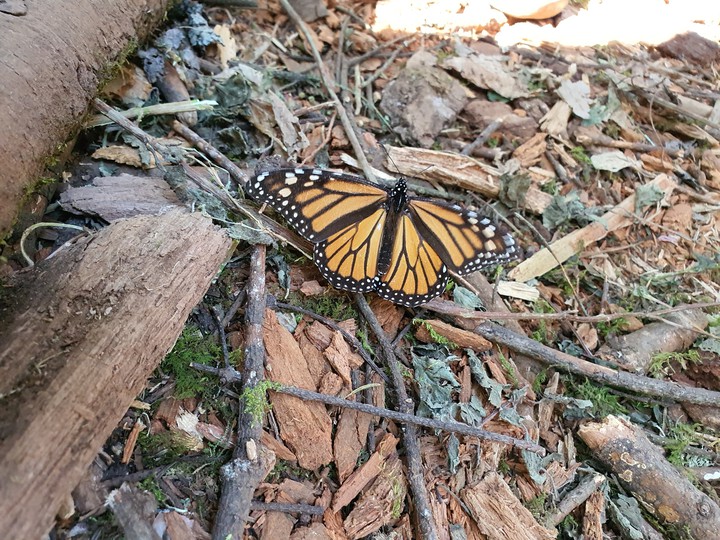 Butterfly