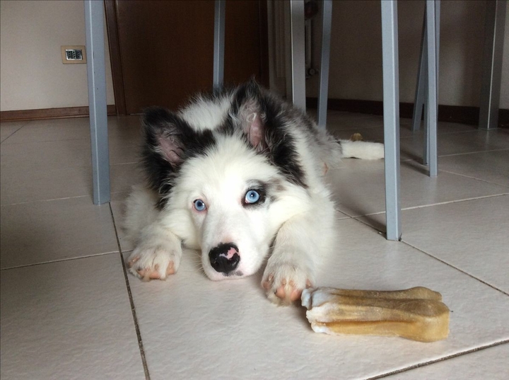 The Border Collie Because There Is No Better Dog