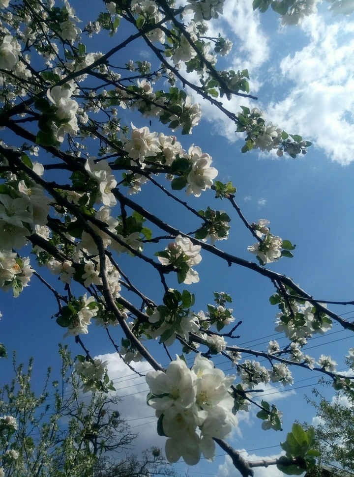 sky and apple blossom