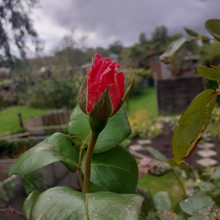 rose