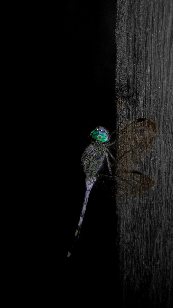 FLY ?
