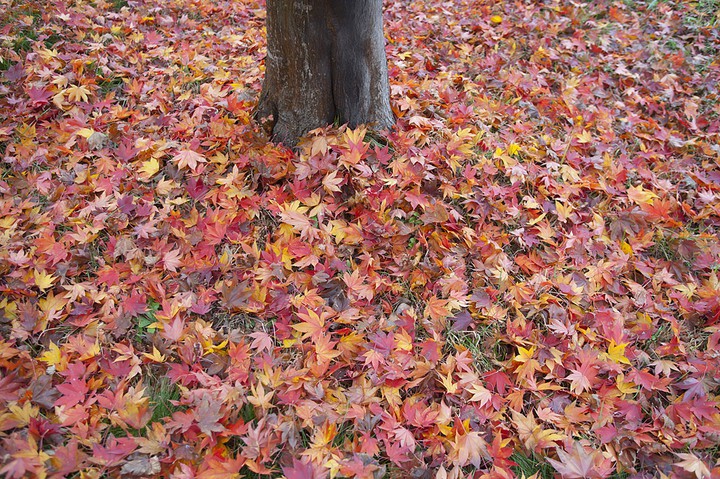 maple