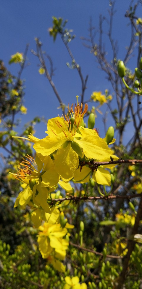 Yellow Apricot Blossom