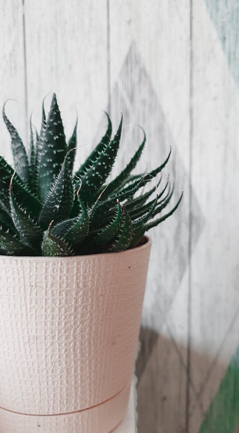succulent