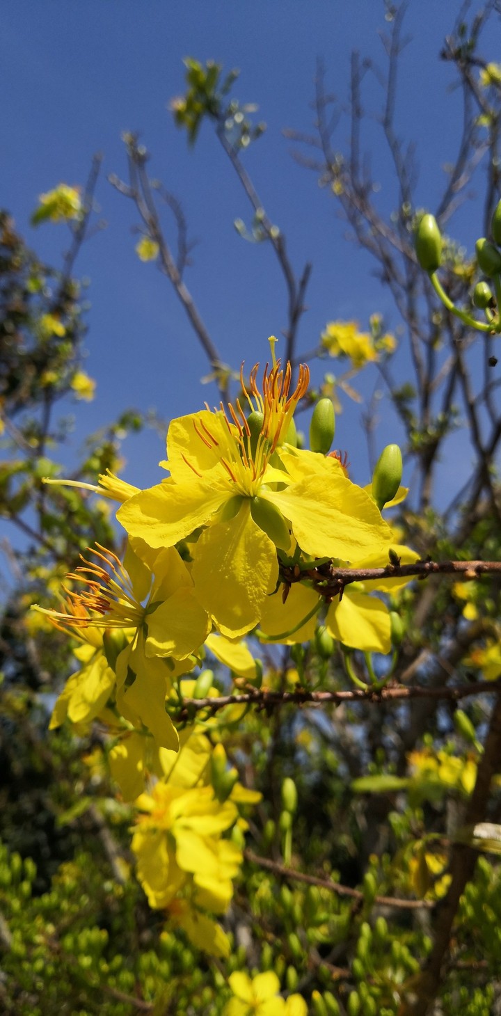 Yellow Apricot Blossom