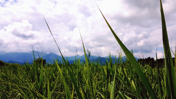 peace in the field