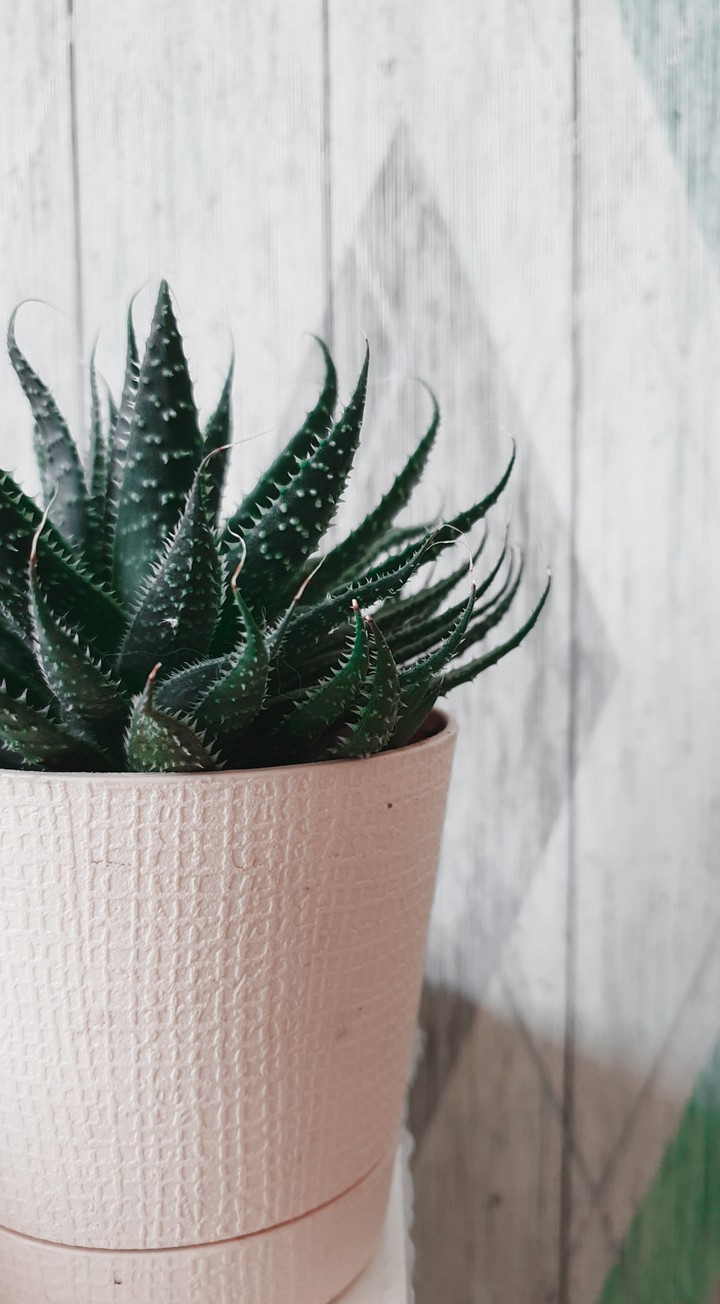 succulent