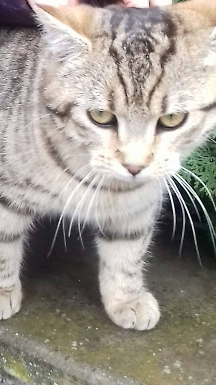 chat