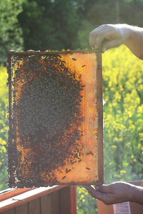 Bees and honey