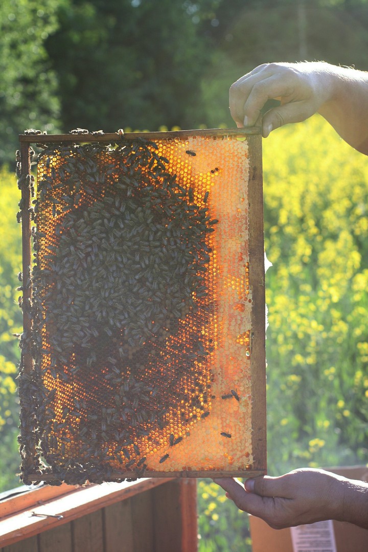Bees and honey