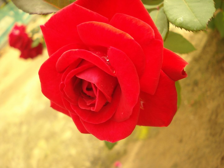 Rose