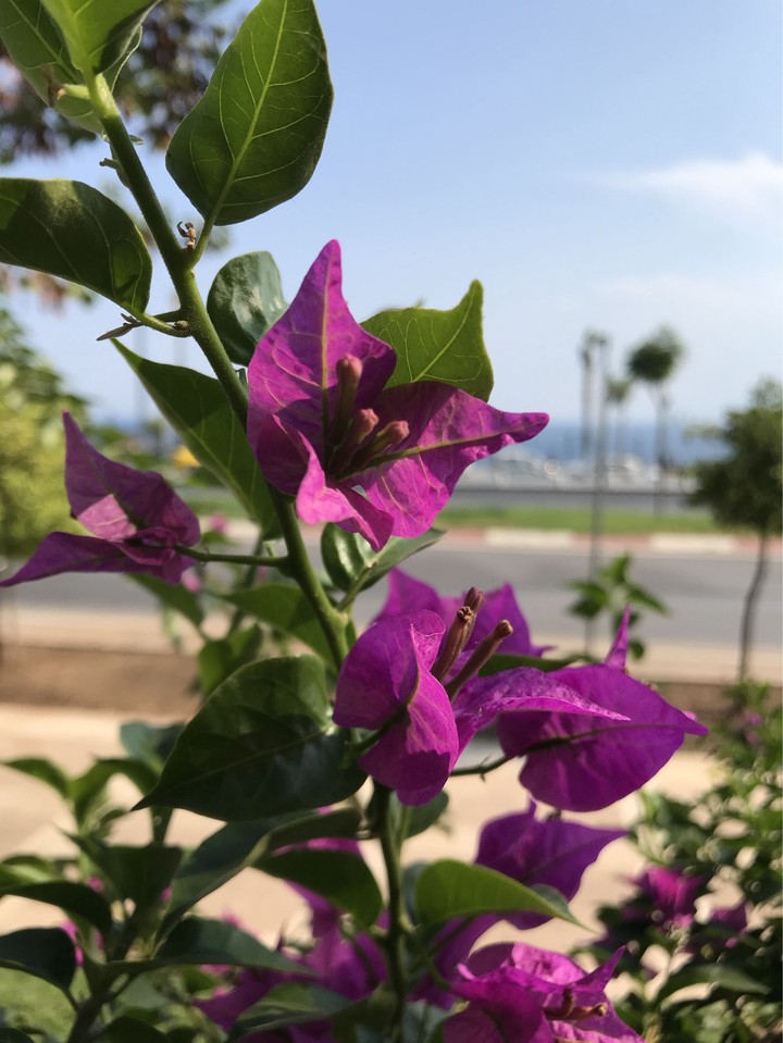 flower