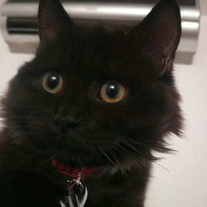 my cat 