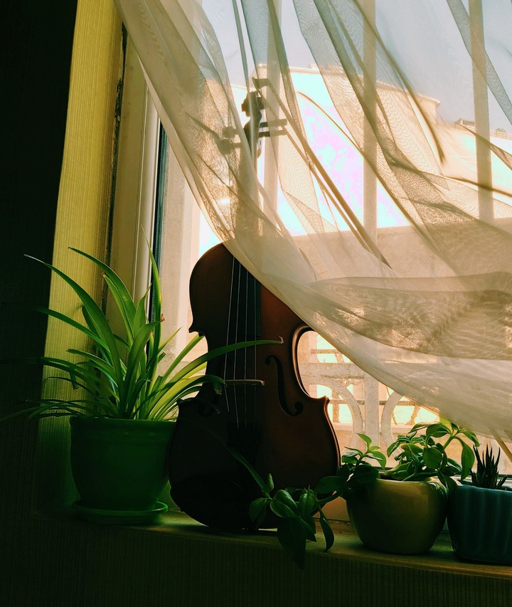 violin