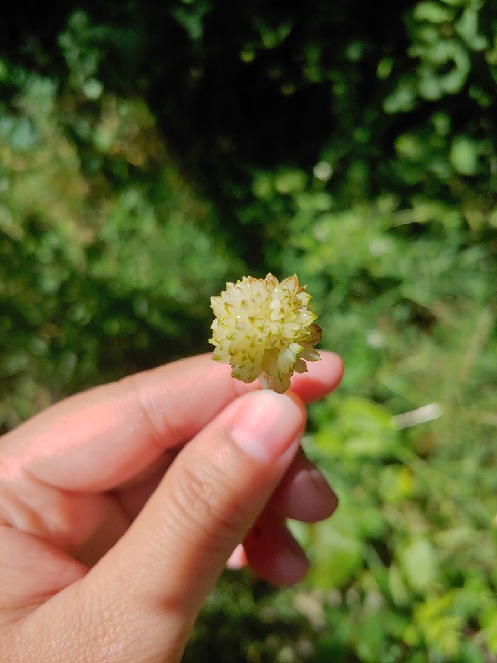Plucked