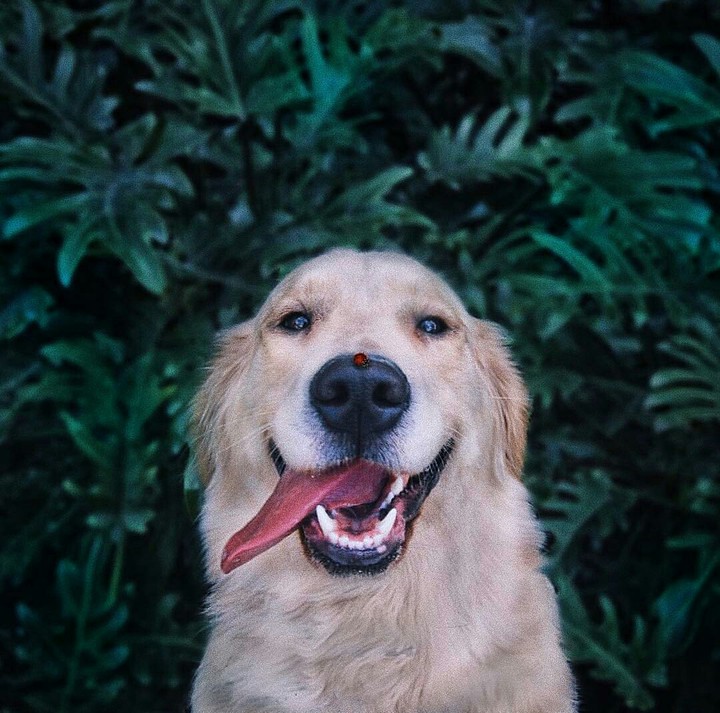 dog