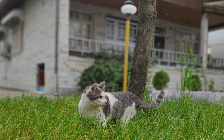 koki