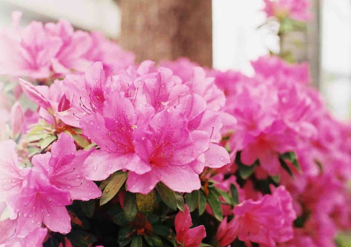 Rhododendrons