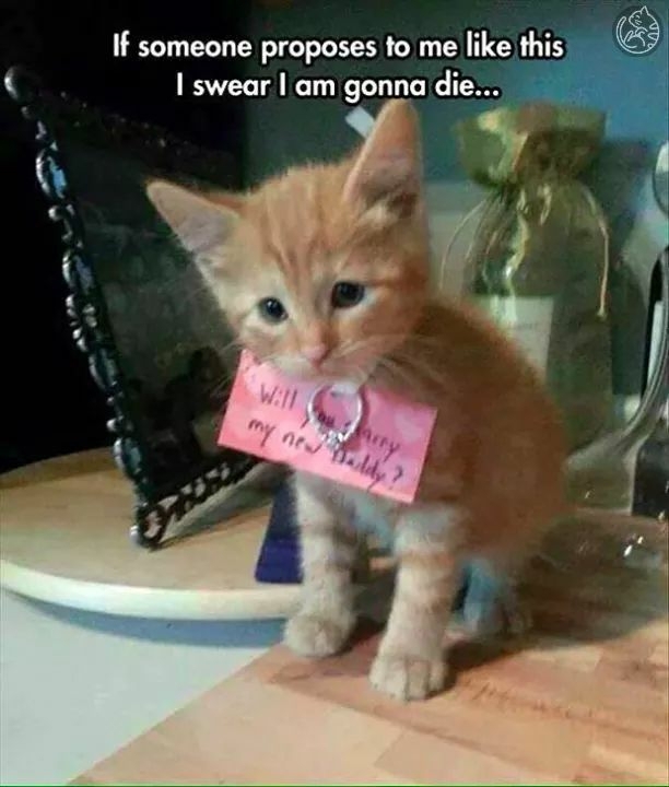 kitten