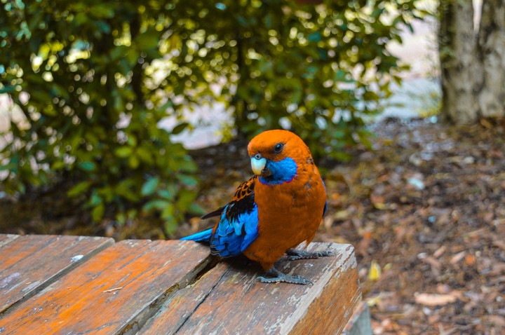Beautiful parrot