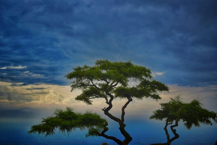 alone tree