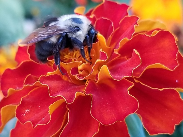 Bumble bee