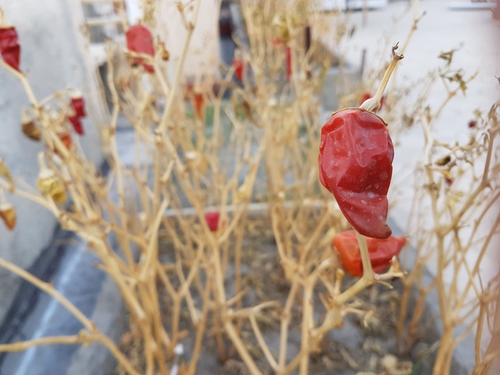 Chili pepper