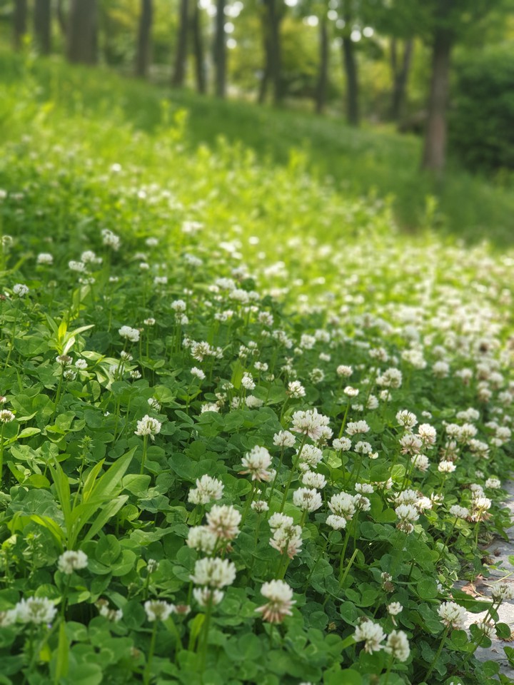 flower in spring