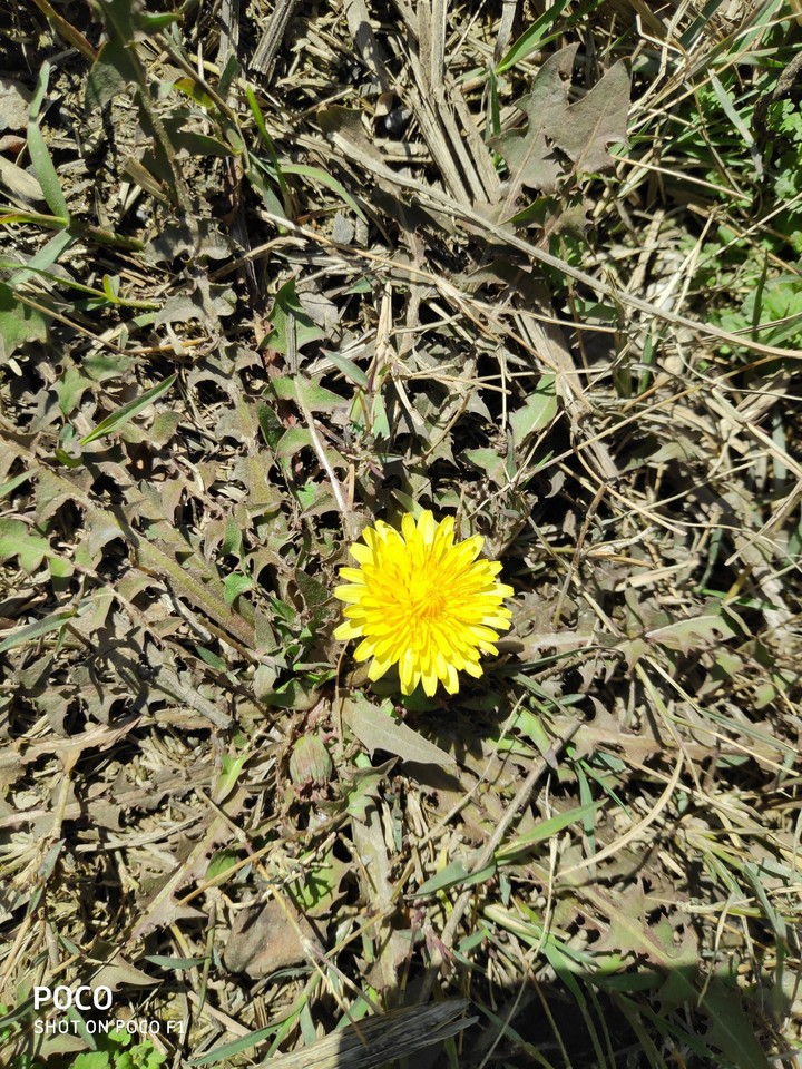 A flower rise above the rest