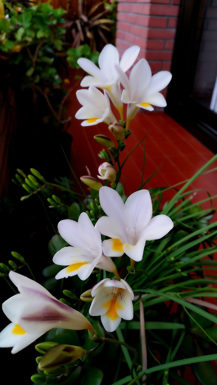 Nature Beauty