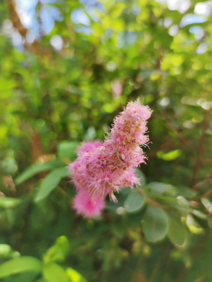 pink flowers